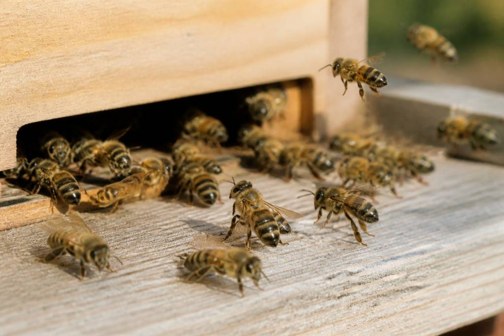 Abeille italienne : caractéristiques, élevage et conseils d’apiculture