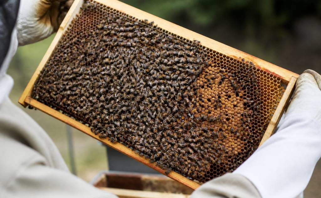 Cadrons d’abeilles : rôle et utilisation en apiculture