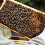 Cadrons d’abeilles : rôle et utilisation en apiculture