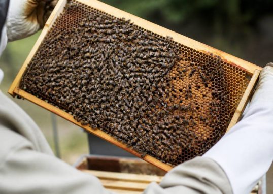 Cadrons d’abeilles : rôle et utilisation en apiculture