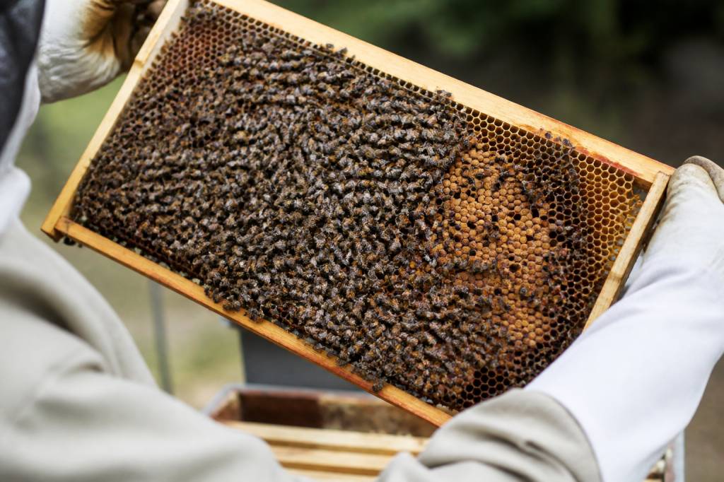 Cadrons d’abeilles : rôle et utilisation en apiculture