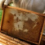 Teigne abeille : comment protéger vos ruches efficacement