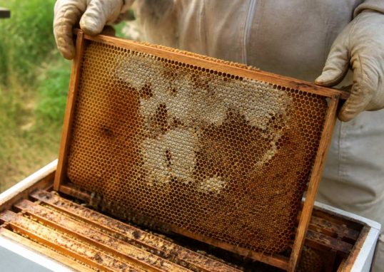 Teigne abeille : comment protéger vos ruches efficacement