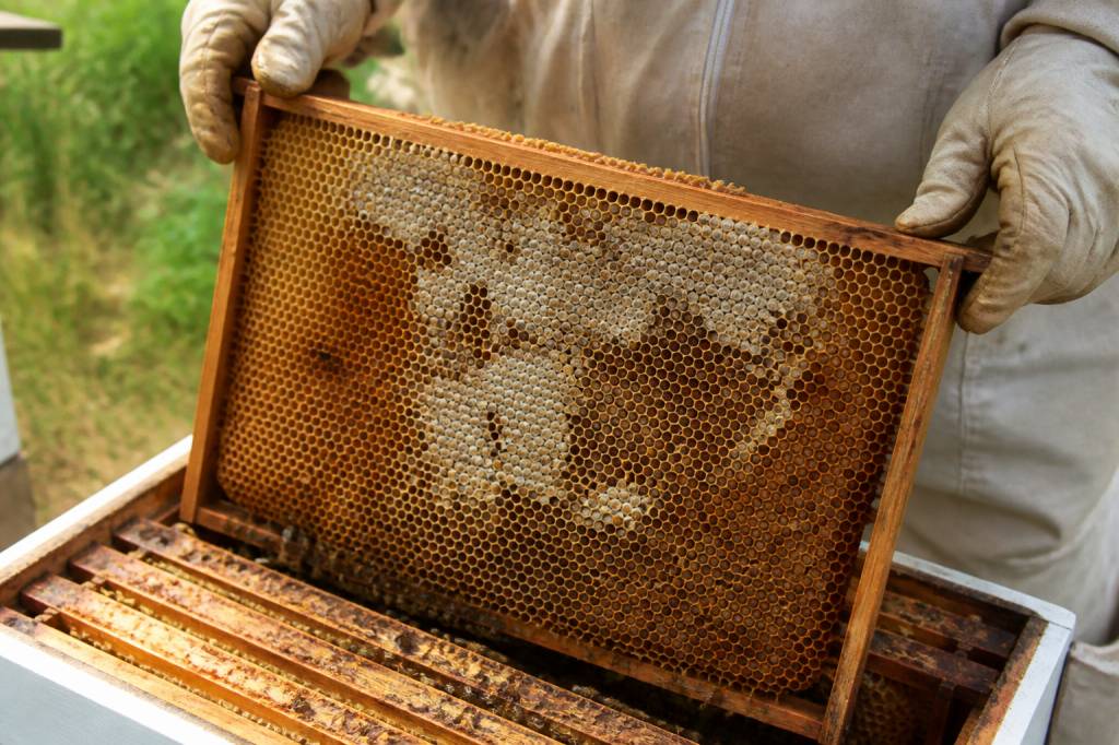 Teigne abeille : comment protéger vos ruches efficacement