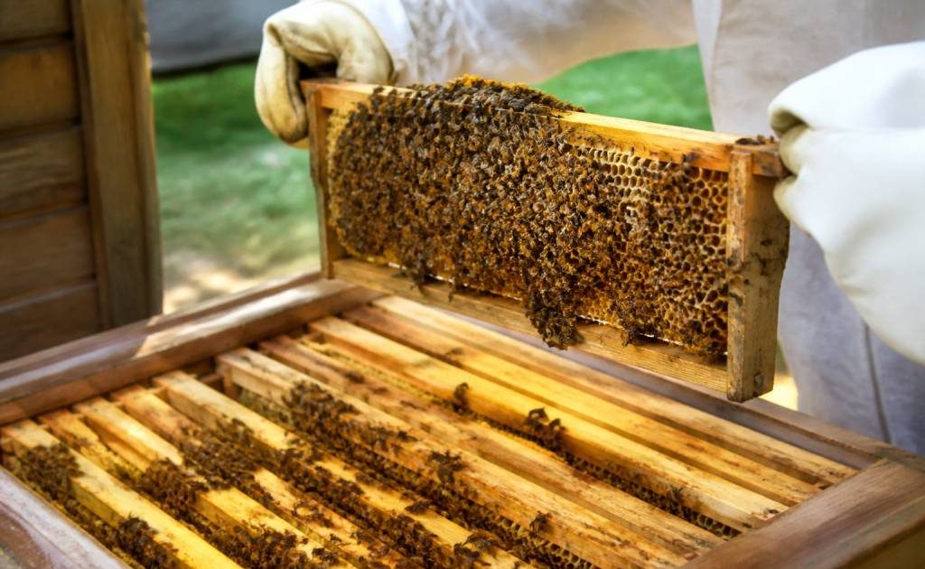 Intérieur ruche abeille : comprendre l’organisation et protéger la colonie