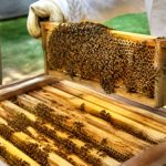 Intérieur ruche abeille : comprendre l’organisation et protéger la colonie