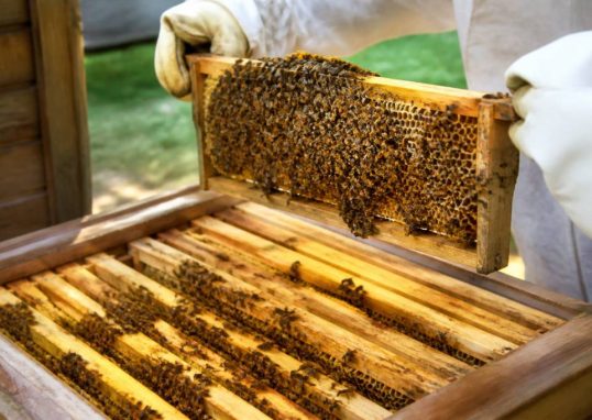 Intérieur ruche abeille : comprendre l’organisation et protéger la colonie