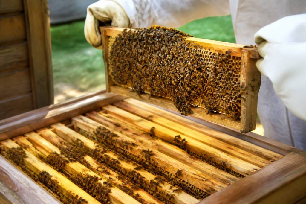 Intérieur ruche abeille : comprendre l’organisation et protéger la colonie