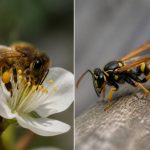 Abeille guepe difference : comment les reconnaître et agir face aux nids