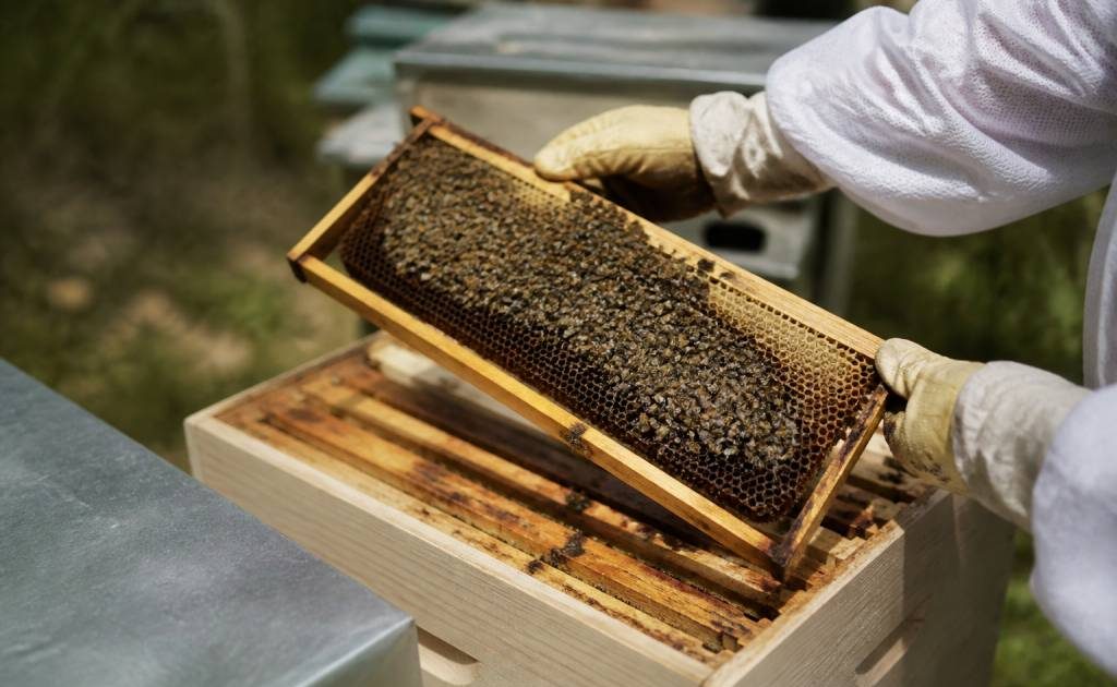 Fausses teignes : comment protéger vos ruches efficacement