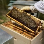 Fausses teignes : comment protéger vos ruches efficacement