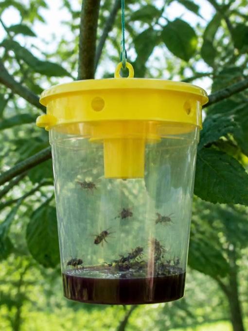 Abeille type pour identifier et éliminer les nids de guêpes et de frelons asiatiques