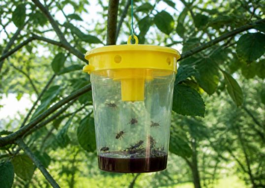 Abeille type pour identifier et éliminer les nids de guêpes et de frelons asiatiques