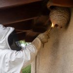 Mèche de soufre utilisation pour détruire les nids de guêpes et de frelons asiatiques