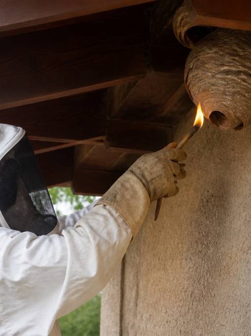 Mèche de soufre utilisation pour détruire les nids de guêpes et de frelons asiatiques