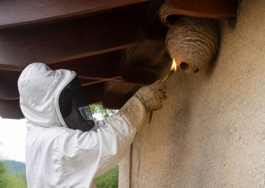 Mèche de soufre utilisation pour détruire les nids de guêpes et de frelons asiatiques