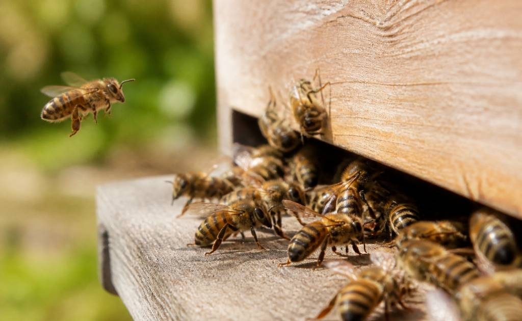 Abeille caucasienne : caractéristiques et intérêt en apiculture