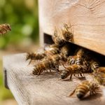 Abeille caucasienne : caractéristiques et intérêt en apiculture