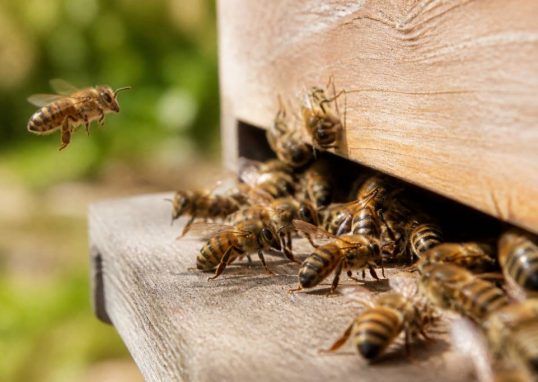 Abeille caucasienne : caractéristiques et intérêt en apiculture
