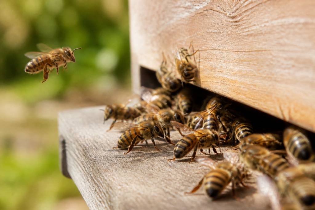 Abeille caucasienne : caractéristiques et intérêt en apiculture