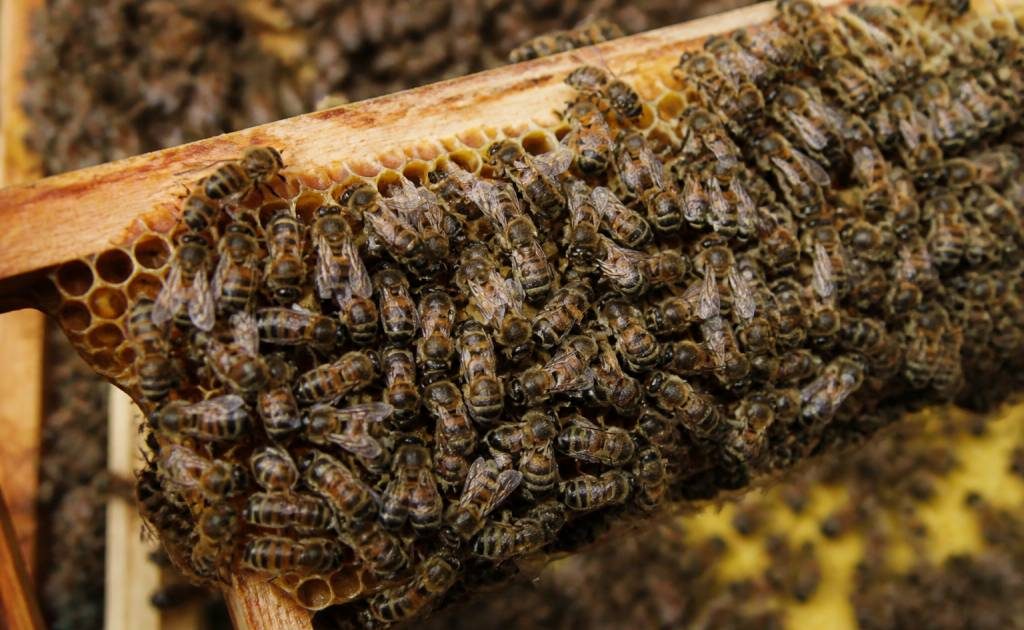 Abeilles sous ordres dans la ruche comment s’organise la colonie