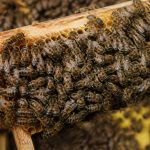 Abeilles sous ordres dans la ruche comment s’organise la colonie