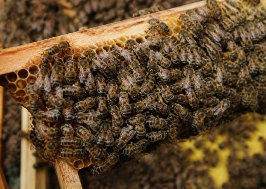 Abeilles sous ordres dans la ruche comment s’organise la colonie