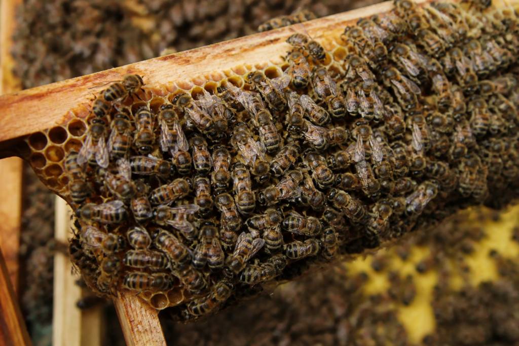 Abeilles sous ordres dans la ruche comment s’organise la colonie