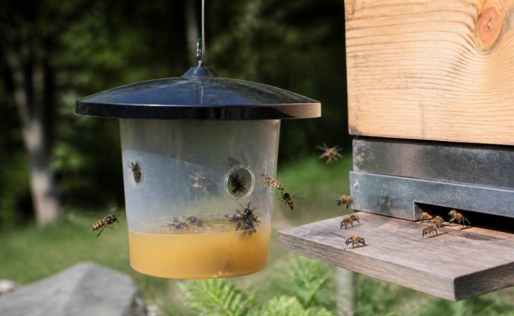Au rucher, protéger les abeilles des frelons asiatiques et des guêpes