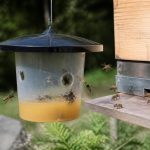 Au rucher, protéger les abeilles des frelons asiatiques et des guêpes