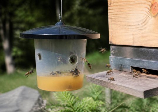 Au rucher, protéger les abeilles des frelons asiatiques et des guêpes