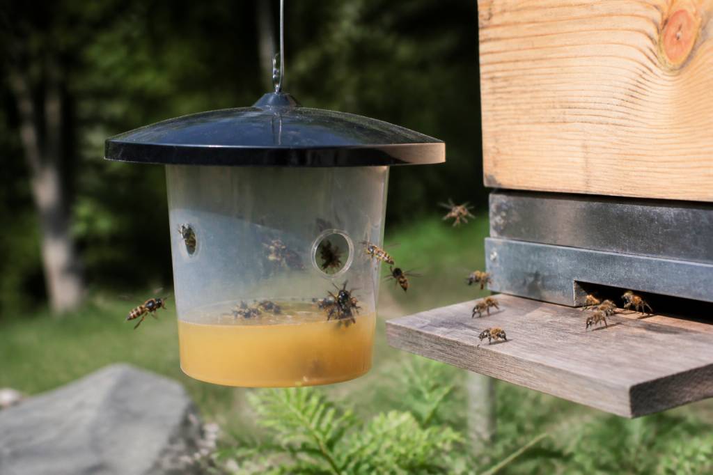 Au rucher, protéger les abeilles des frelons asiatiques et des guêpes