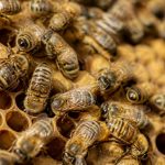 Abeille sous ordres : comprendre la vie et l’organisation de la colonie