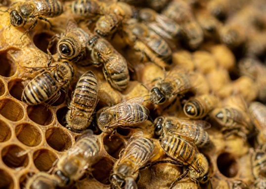 Abeille sous ordres : comprendre la vie et l’organisation de la colonie