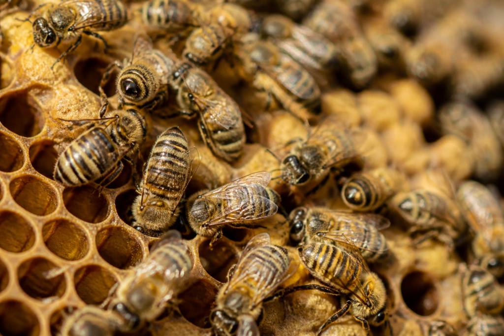 Abeille sous ordres : comprendre la vie et l’organisation de la colonie