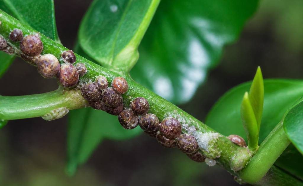 Cochenille marron : comment la reconnaître et la combattre au jardin