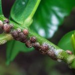 Cochenille marron : comment la reconnaître et la combattre au jardin