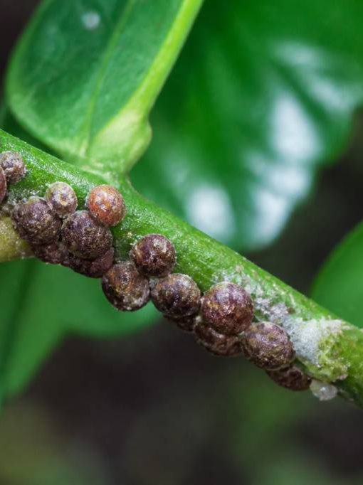 Cochenille marron : comment la reconnaître et la combattre au jardin