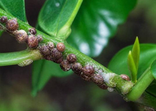 Cochenille marron : comment la reconnaître et la combattre au jardin