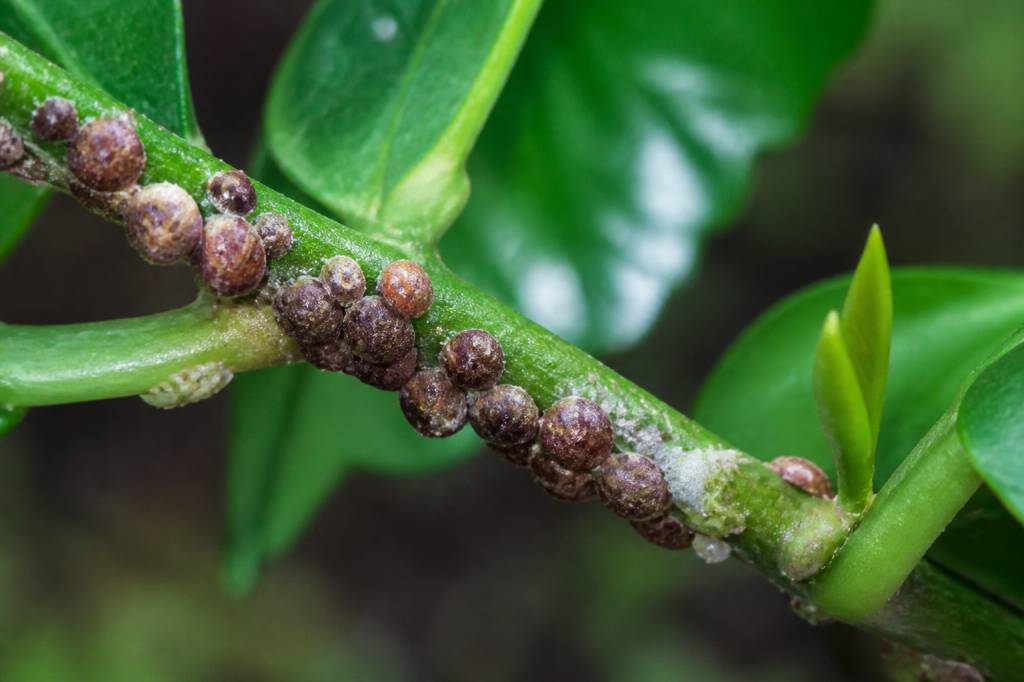 Cochenille marron : comment la reconnaître et la combattre au jardin
