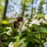 Abeille forestière : habitat, rôle écologique et protection