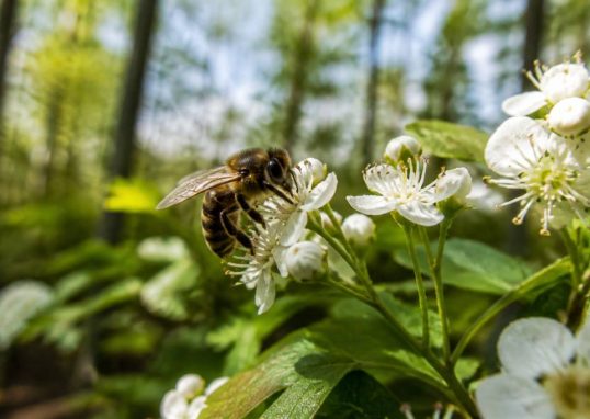 Abeille forestière : habitat, rôle écologique et protection