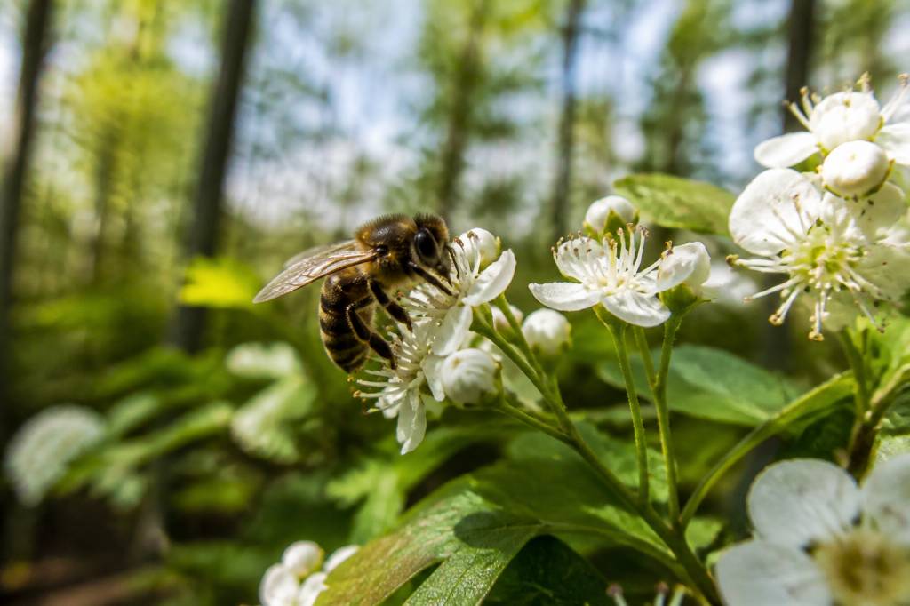 Abeille forestière : habitat, rôle écologique et protection