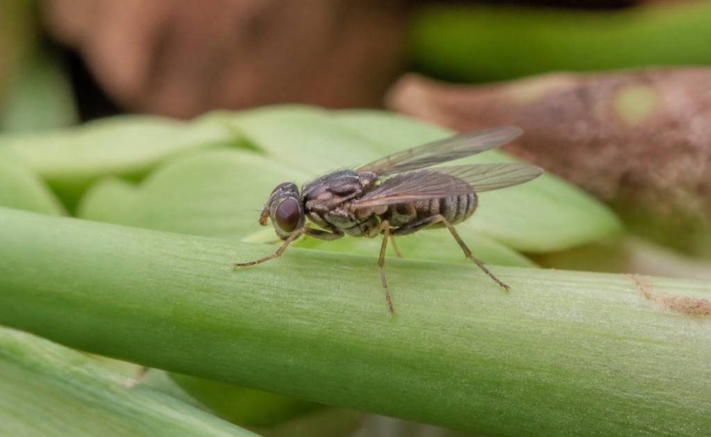 Mouche de l'oignon : comment protéger ses cultures naturellement