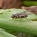 Mouche de l'oignon : comment protéger ses cultures naturellement
