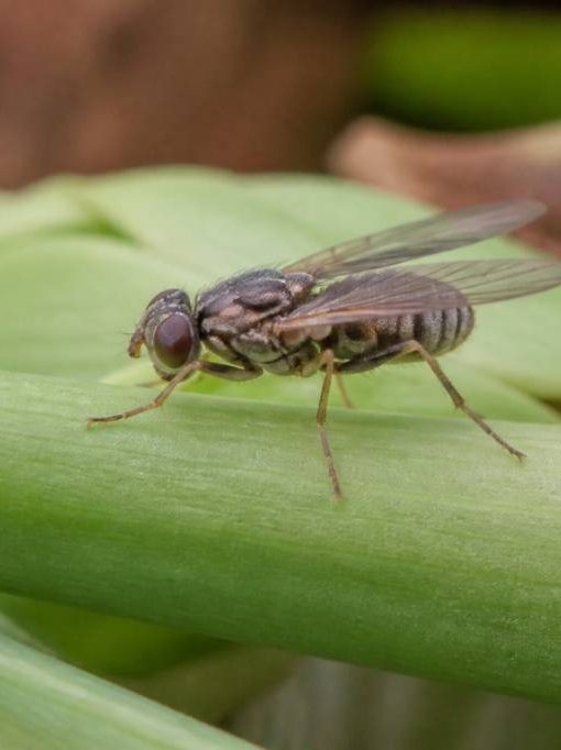Mouche de l'oignon : comment protéger ses cultures naturellement