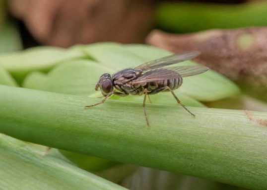 Mouche de l'oignon : comment protéger ses cultures naturellement
