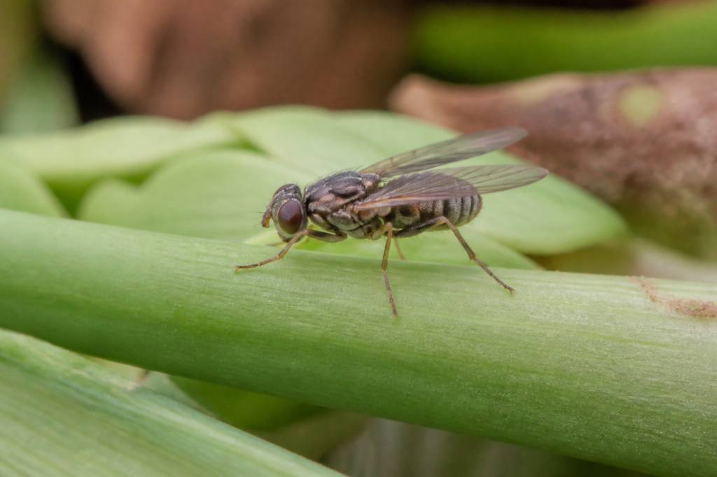 Mouche de l'oignon : comment protéger ses cultures naturellement