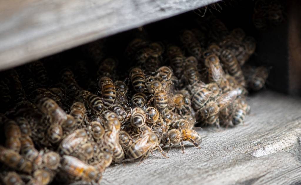 Abeille hibernation : comment les abeilles survivent-elles à l’hiver ?