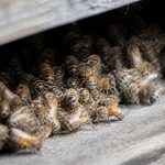 Abeille hibernation : comment les abeilles survivent-elles à l’hiver ?